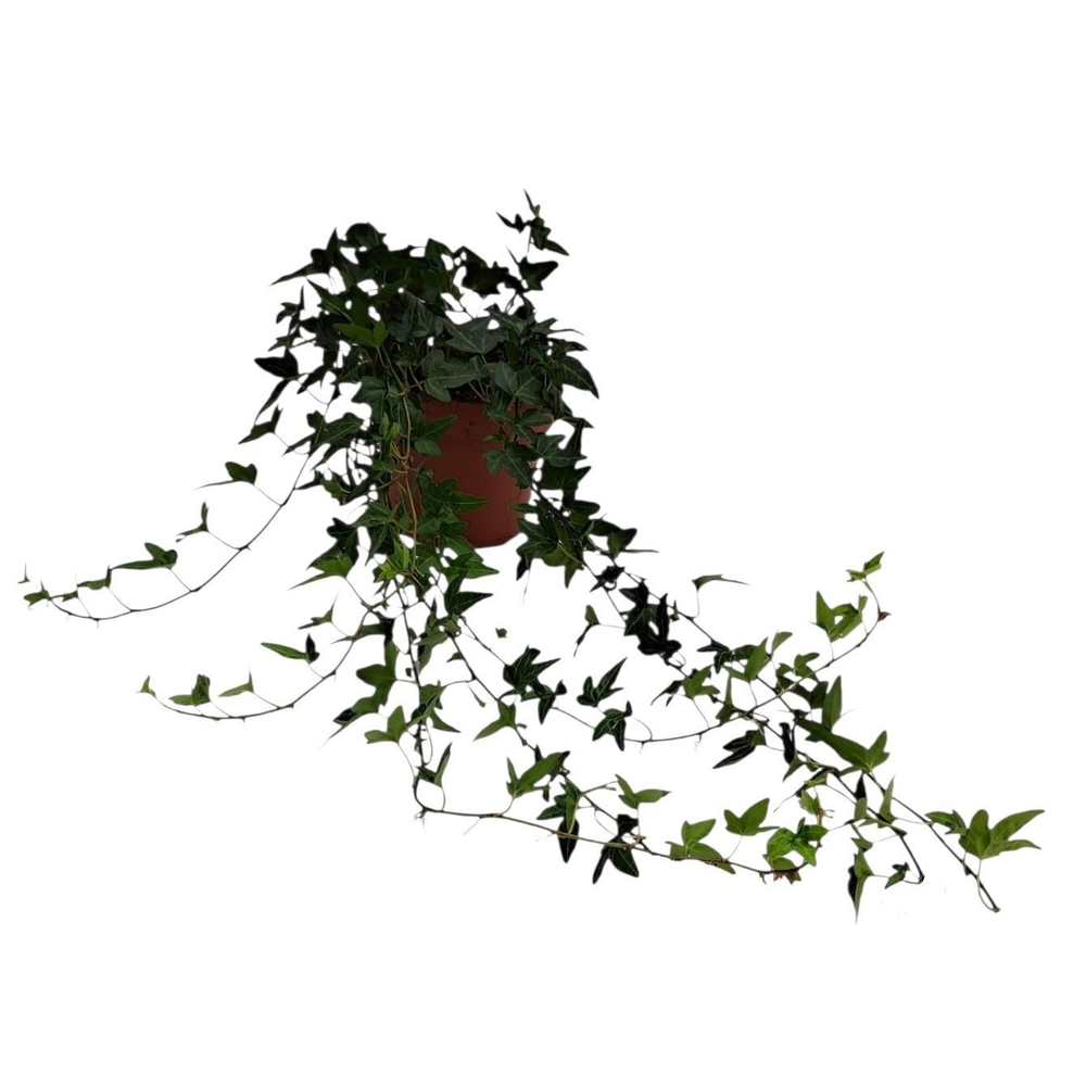 Hedera helix Shamrock - medium long.