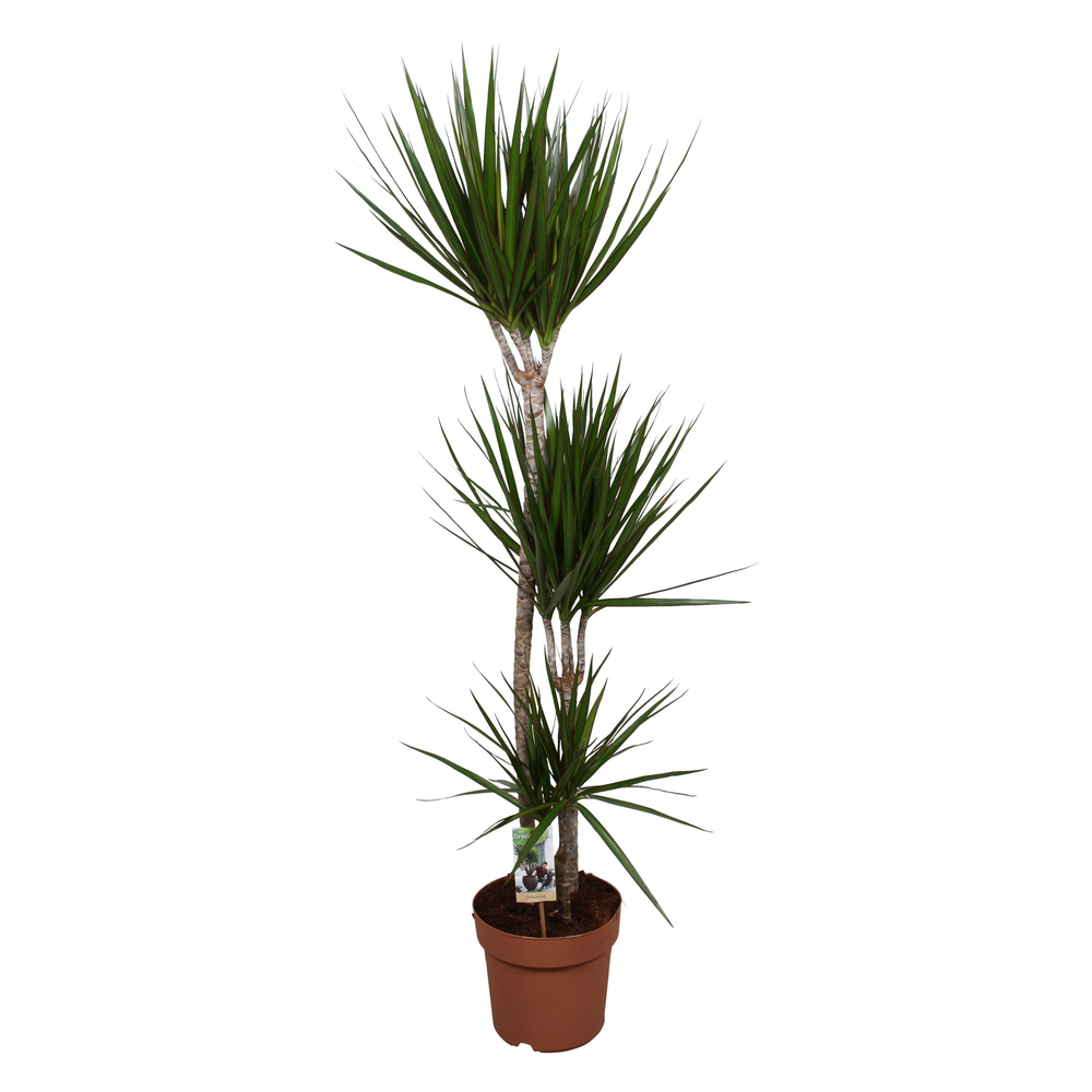 Dracaena Marginata 90-45-15.
