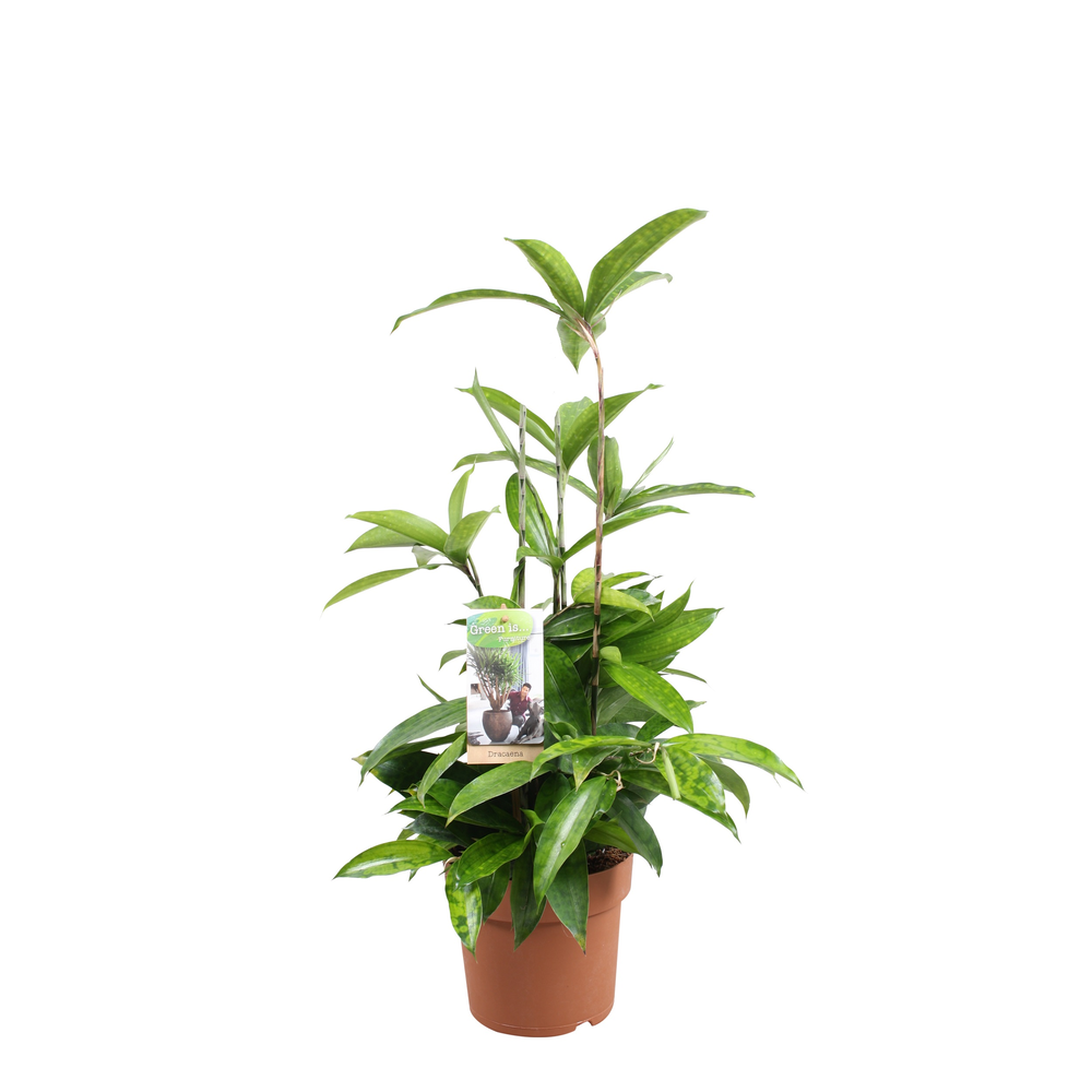 Dracaena Surculosa.