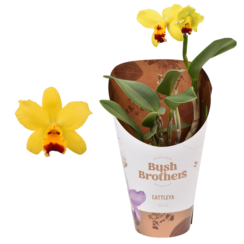 Cattleya geel 1 tak 2+ 12 cm.