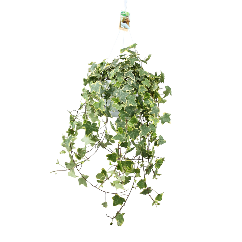 Hedera helix Gold Child - hang/XXL.