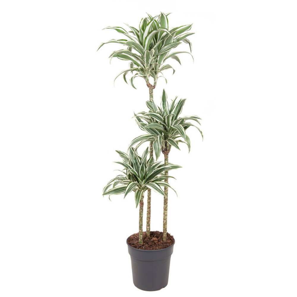 Dracaena White Jewel 90-60-30.