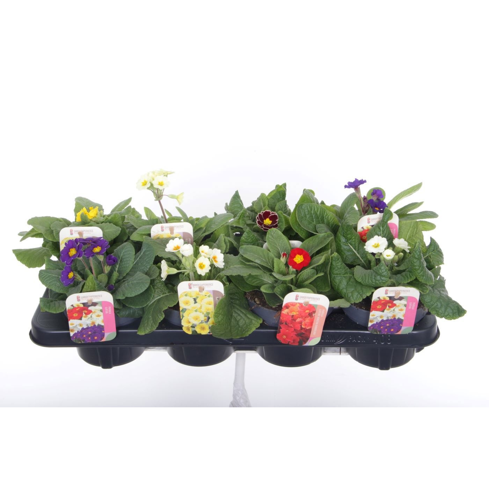 Primula elatior mix.