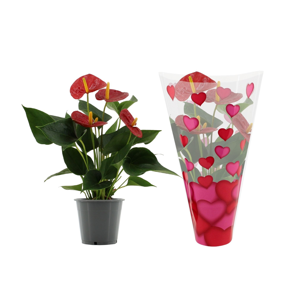 Anthurium Success Red in heart sleeve Lilly.