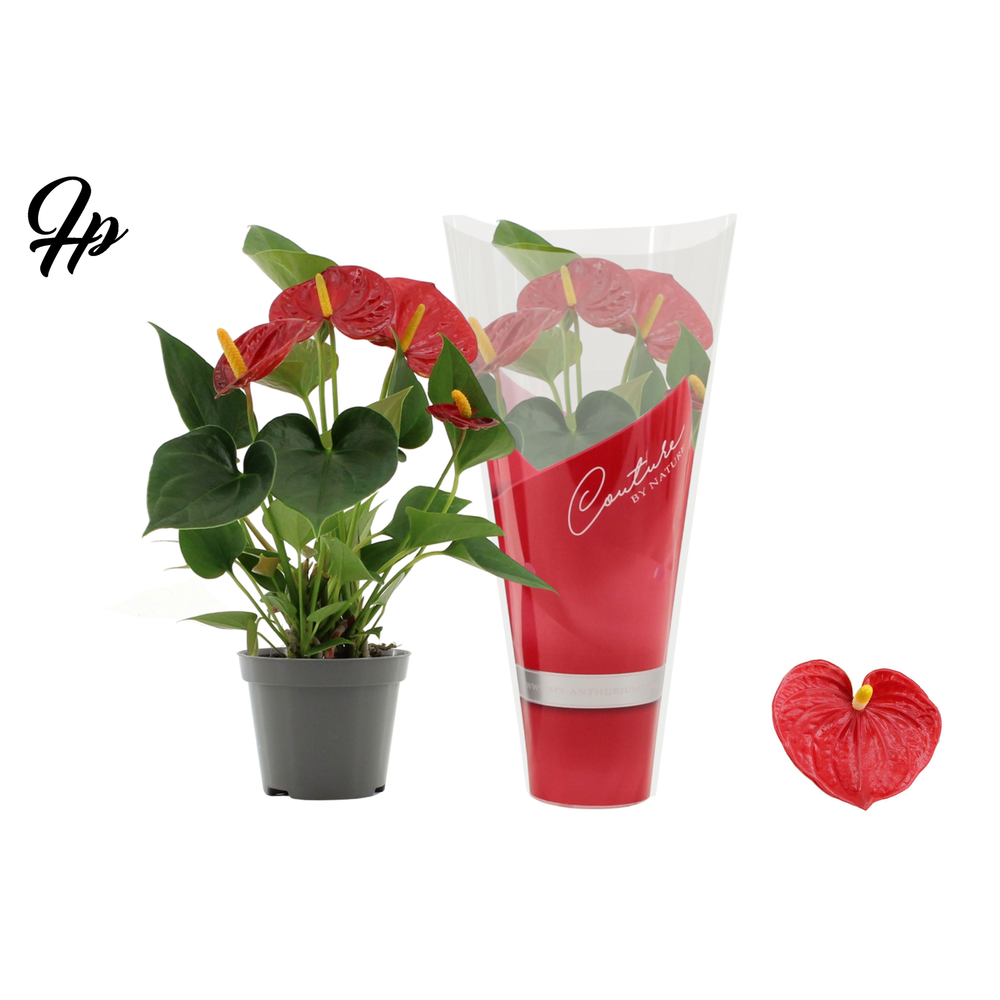 Anthurium Success Red in Couture sleeve.
