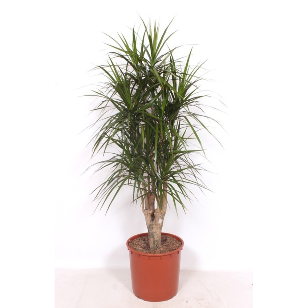 Dracaena marginata.