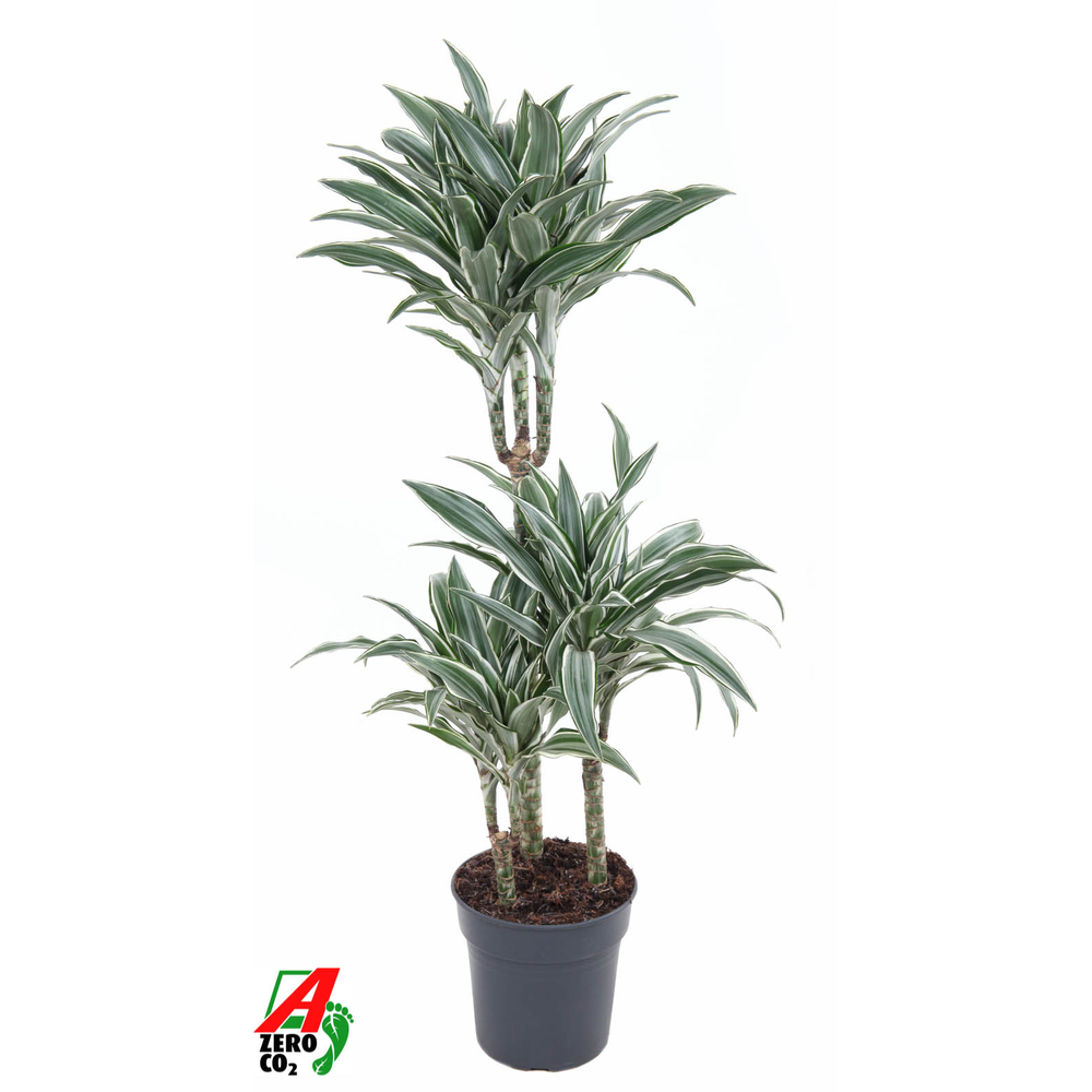 Dracaena White Jewel 60-30-15.