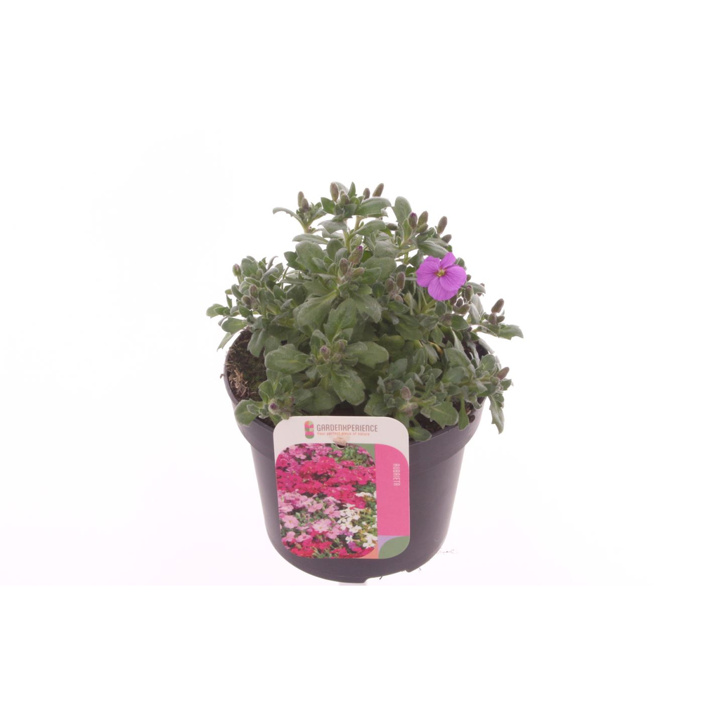 Aubrieta Axcent Antique Rose.