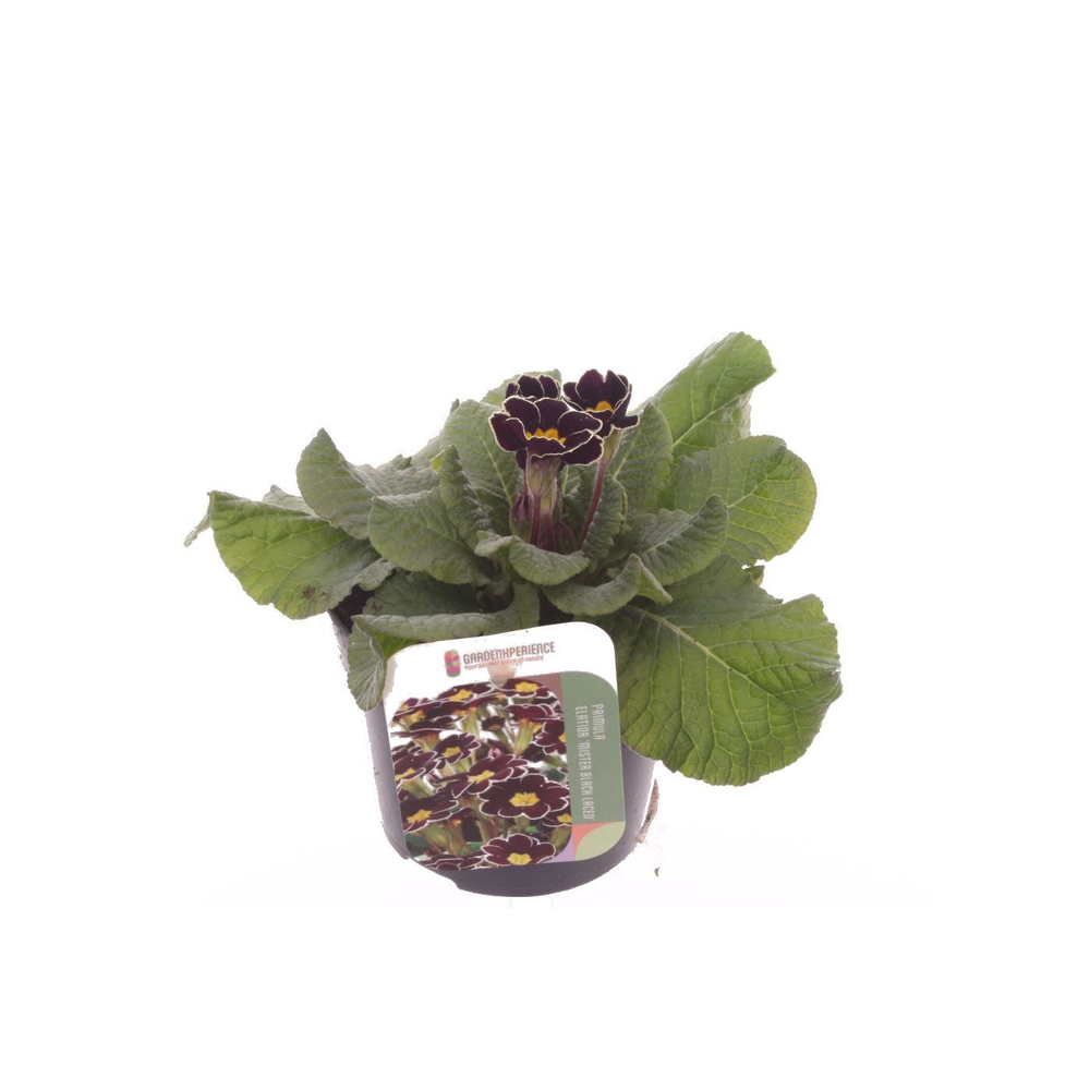 Primula elatior Mister Black Laced.