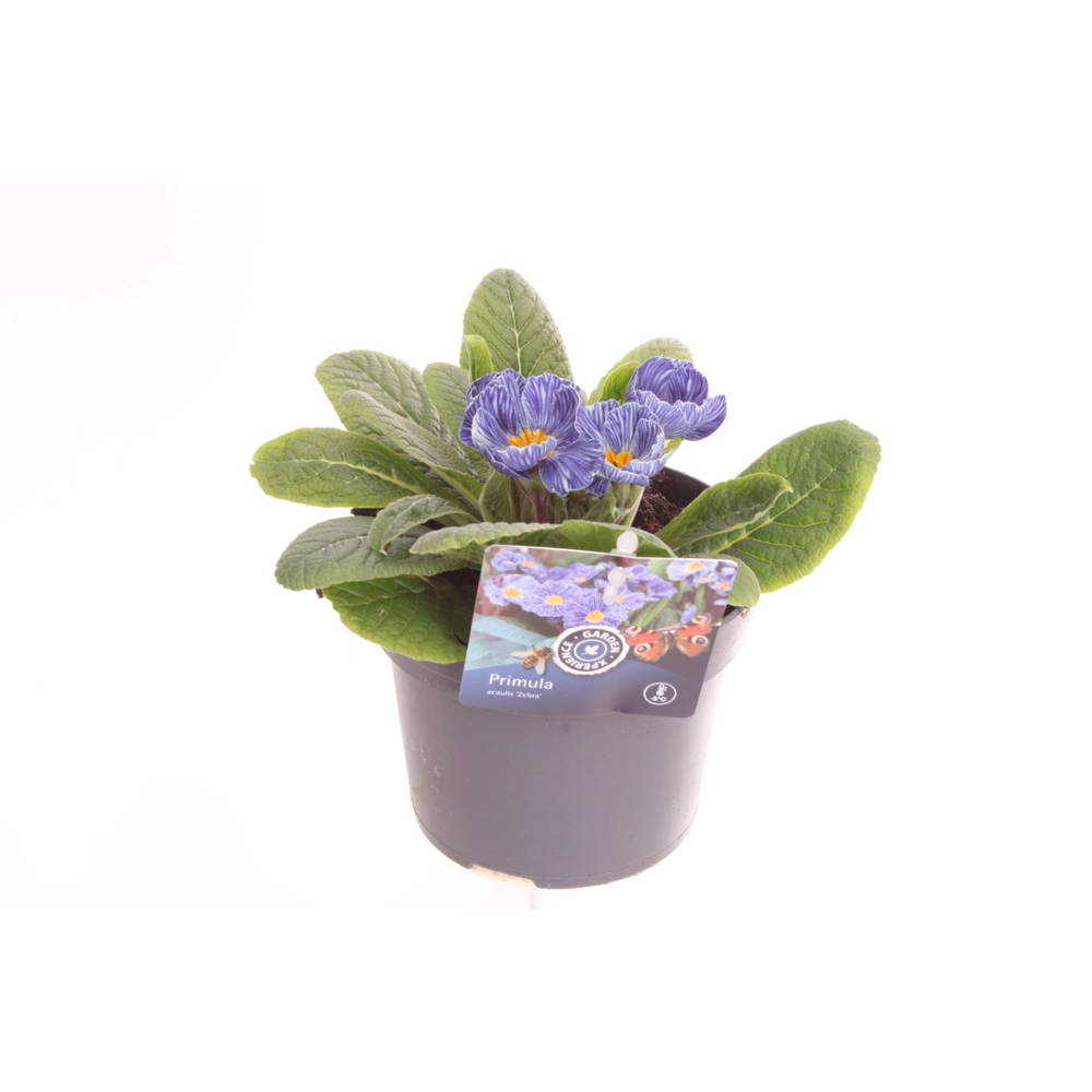 Primula acaulis Zebra Blue.
