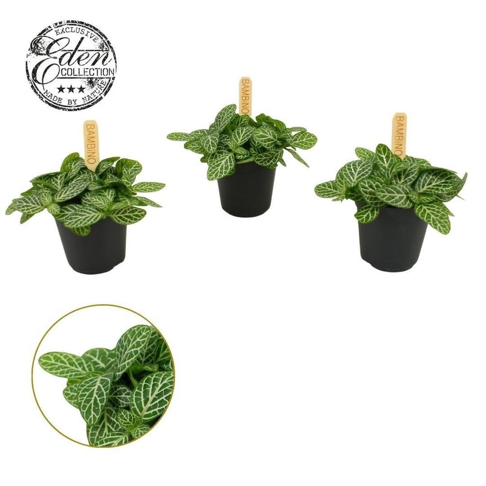 Fittonia Verschaffeltii 5,5cm.