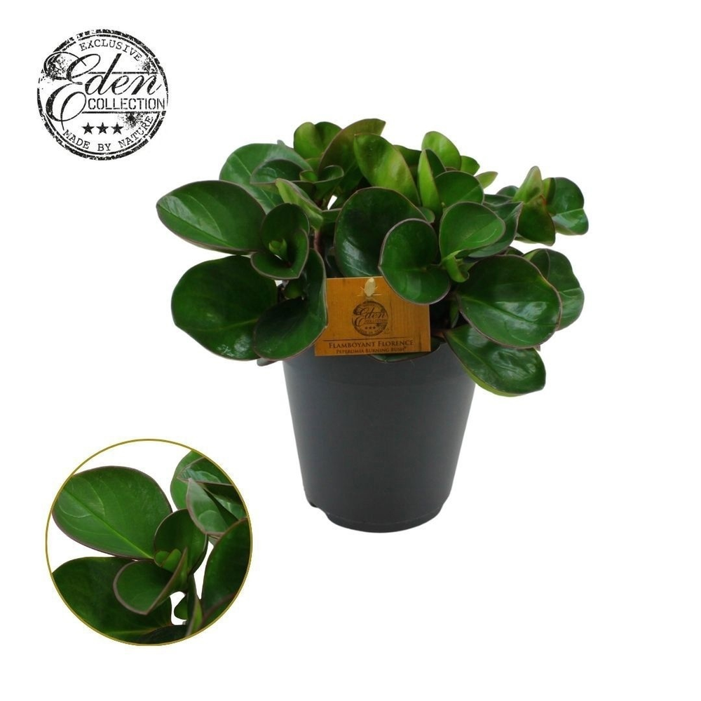 Peperomia Burning Bush 15cm.