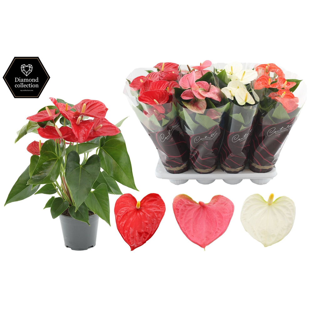 Anthurium 14 cm 3 color mix - Diamond Hoes.