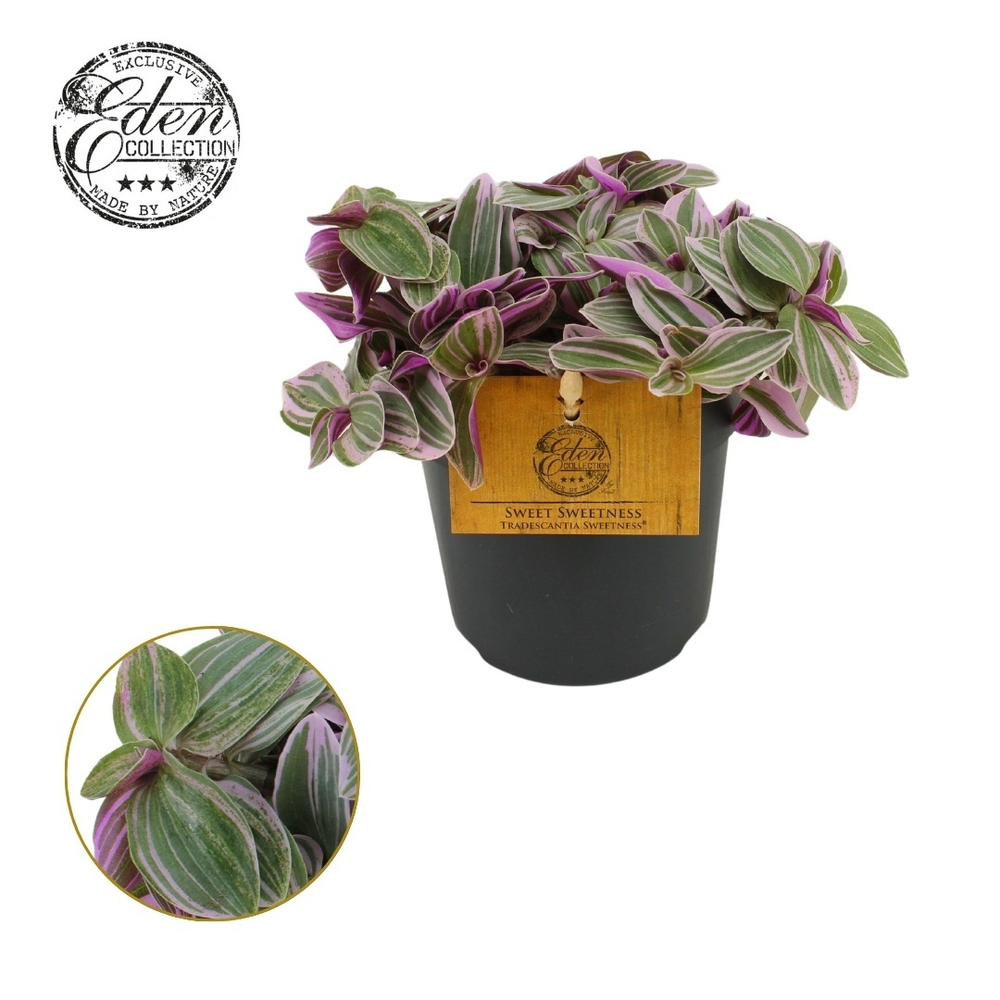 Tradescantia Sweetness 10,5cm.
