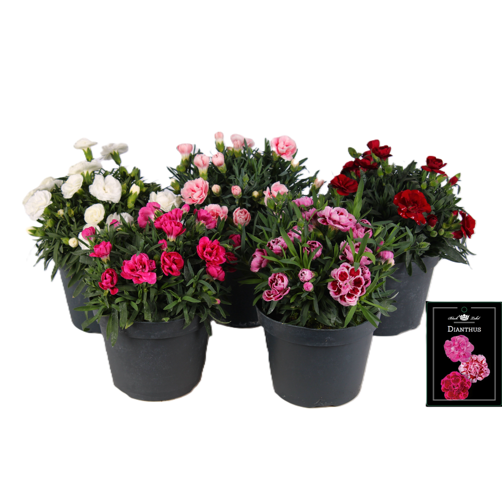 Dianthus Doublelicious mixlaag in tray.