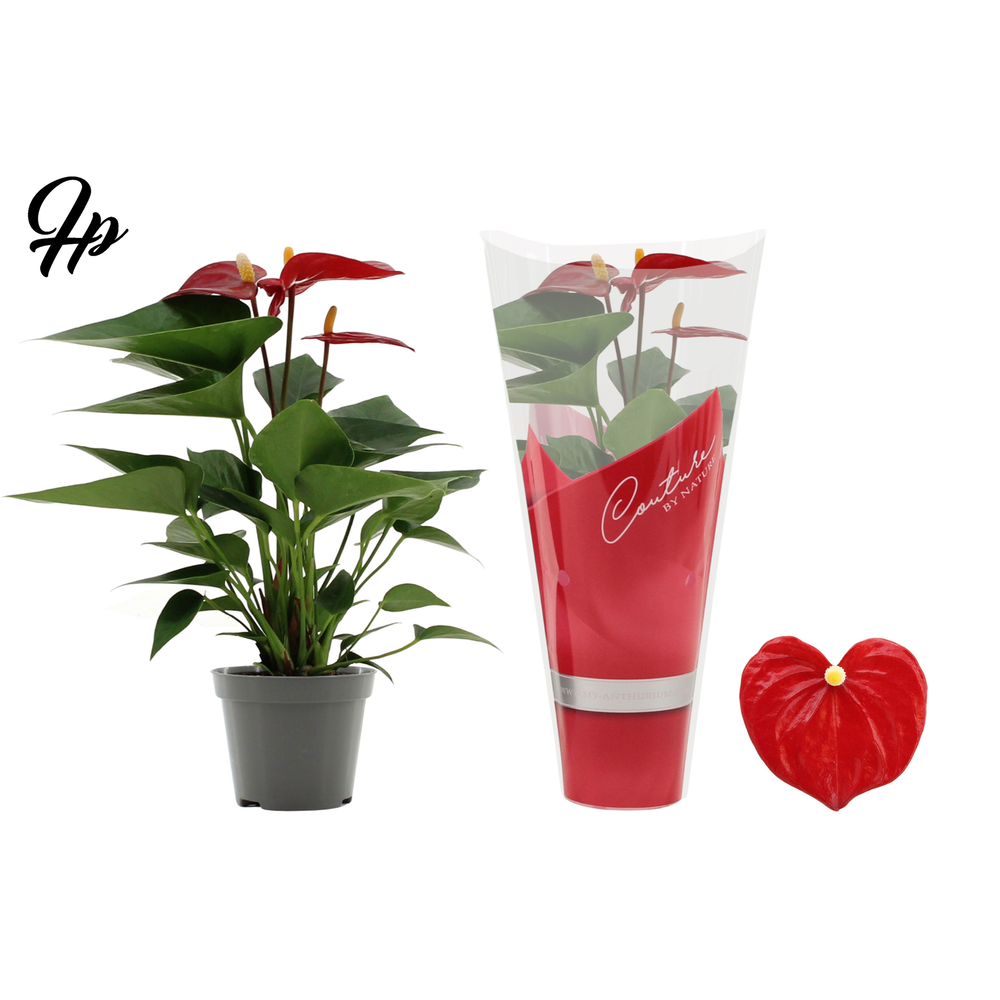 Anthurium Micra in Couture sleeve.