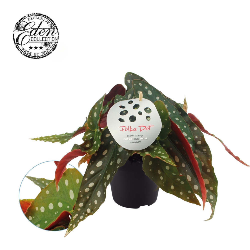 Begonia Maculata 12cm Nederlands etiket.