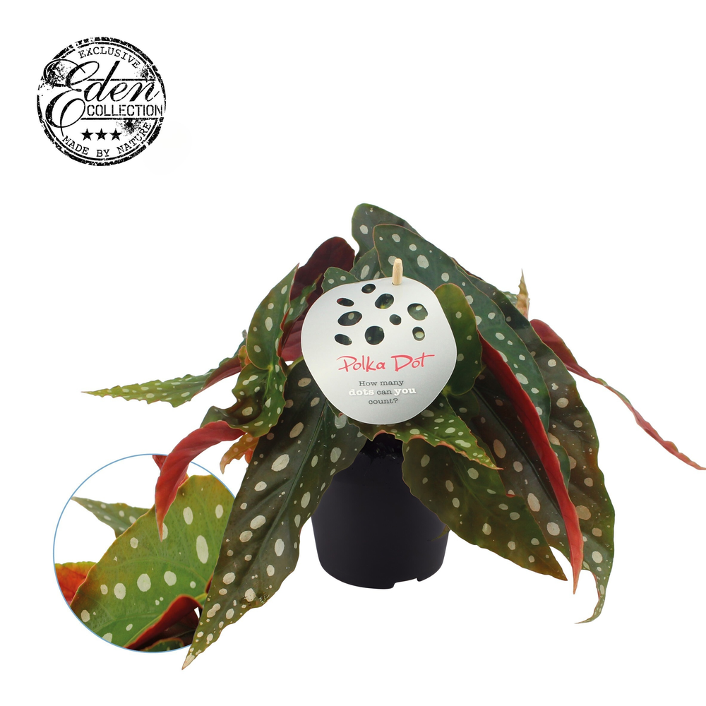 Begonia Maculata 12cm Engels etiket.