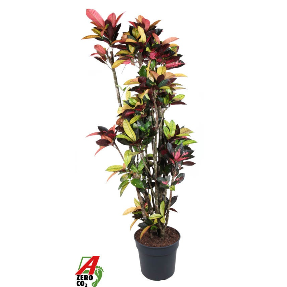 Codiaeum Mrs Iceton vertakt P40-180.