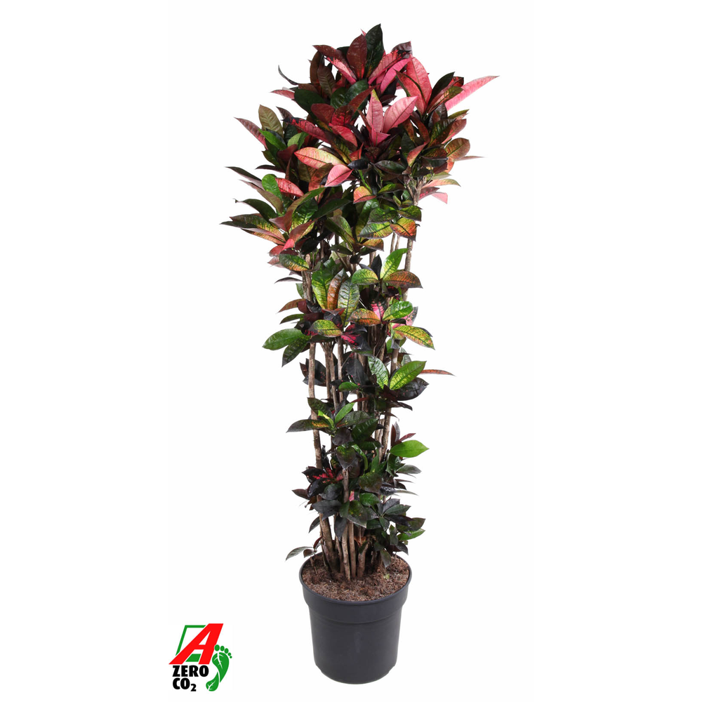 Codiaeum Mrs Iceton vertakt P40-200.
