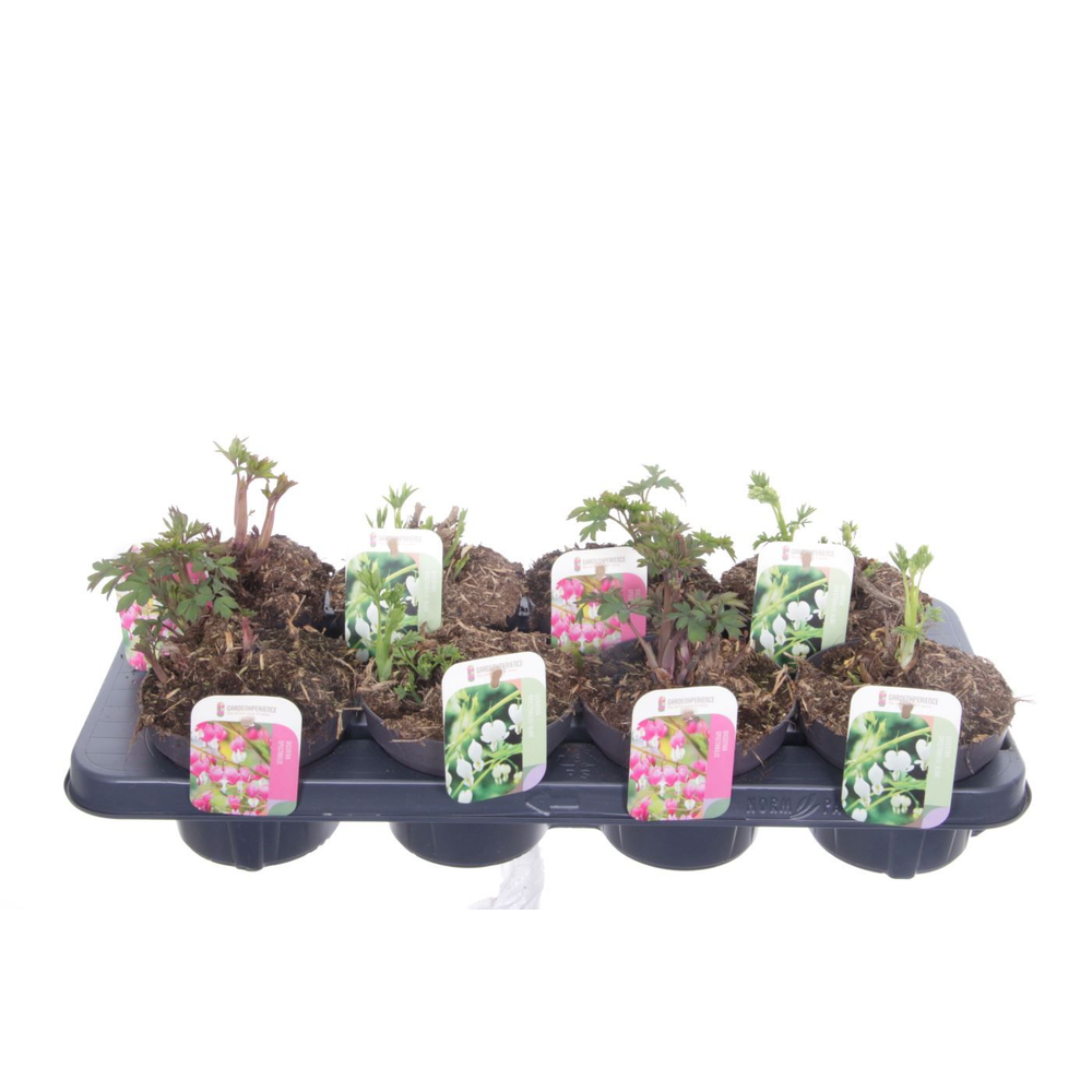 Dicentra spectabilis mix.