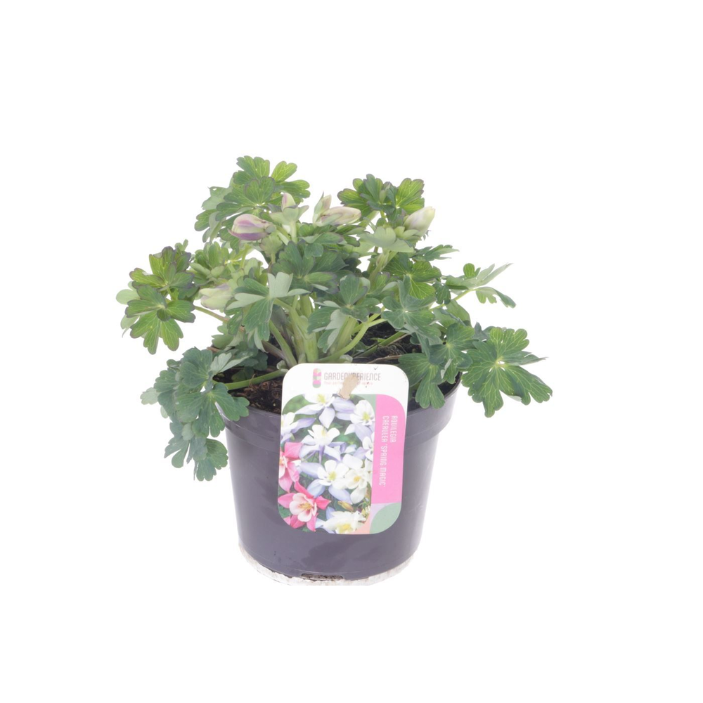 Aquilegia caer. Spring Magic White.