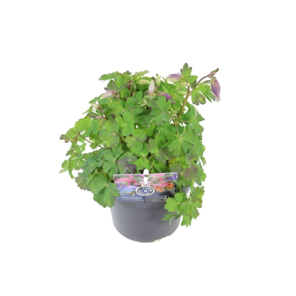 Aquilegia caer. Spring Magic White.