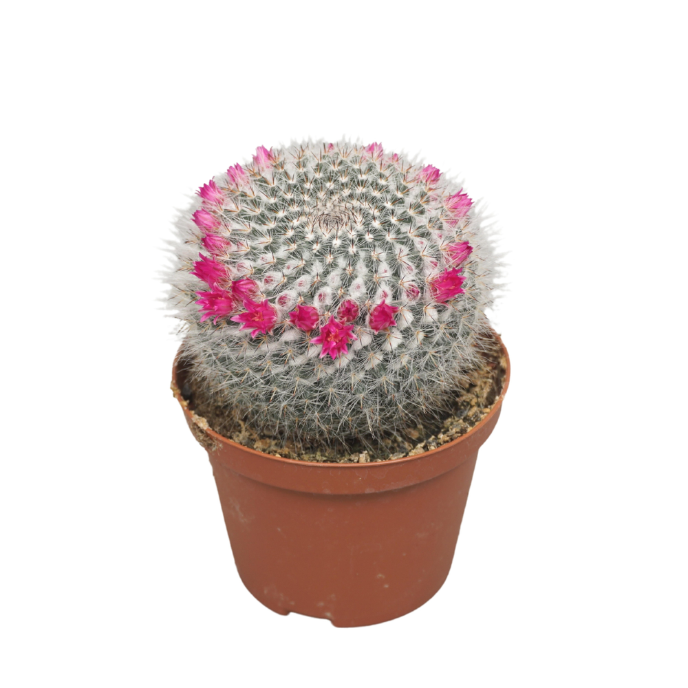 Mammillaria hahniana 10,5 cm bloeiend.