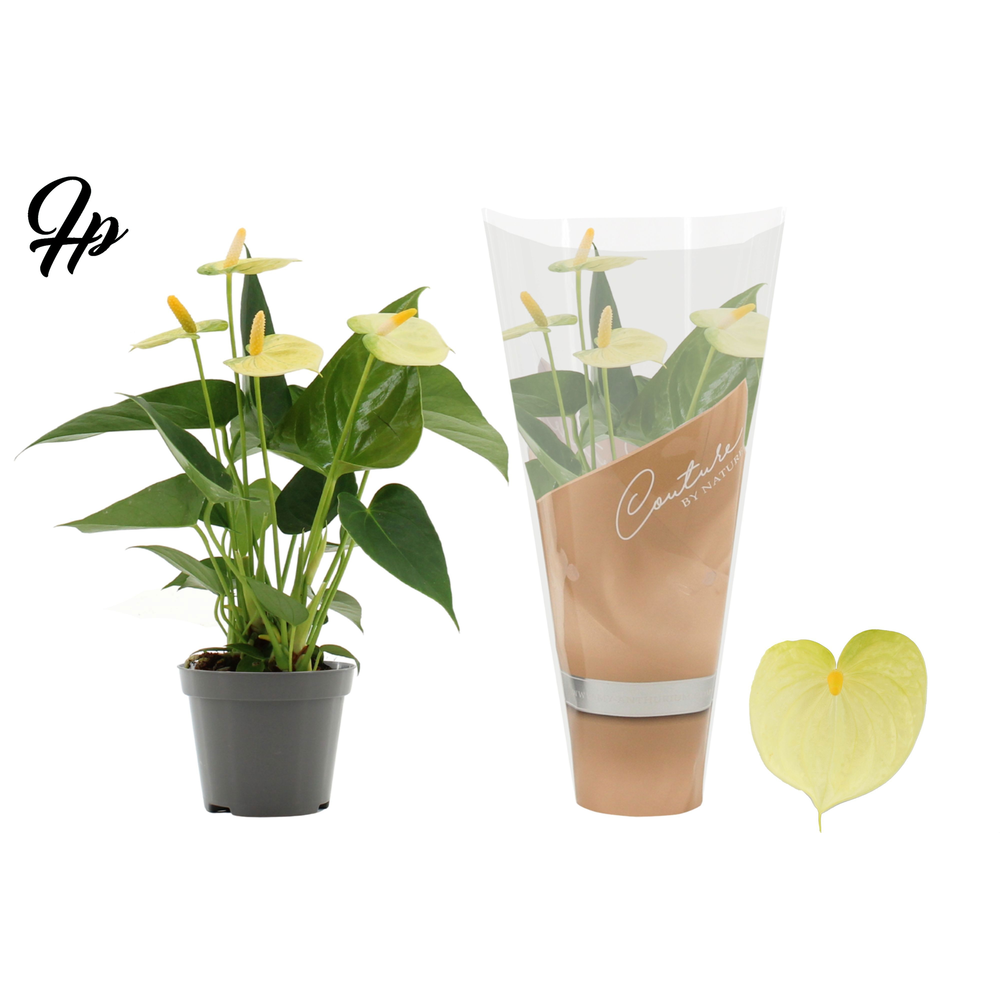 Anthurium Vanilla in Couture sleeve.