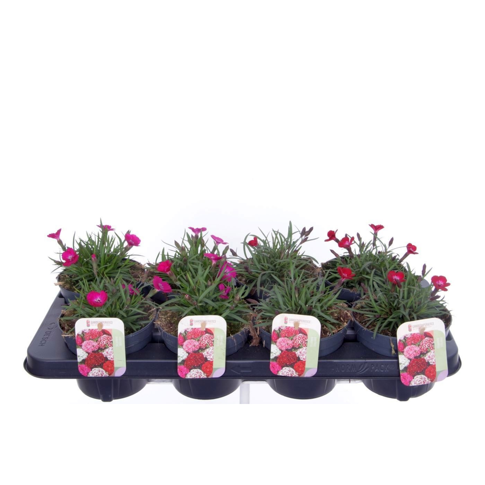 Dianthus caryophyllus mix.