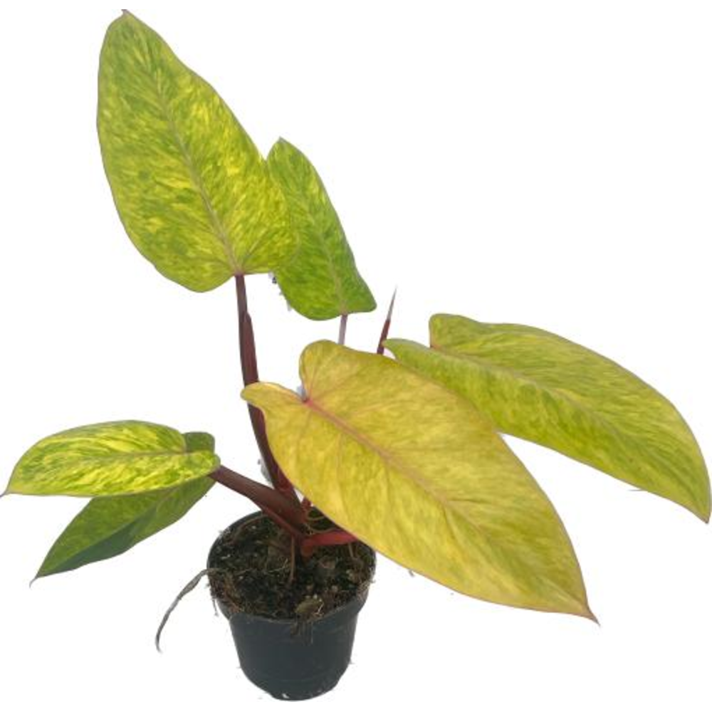 Philodendron "Painted Lady".