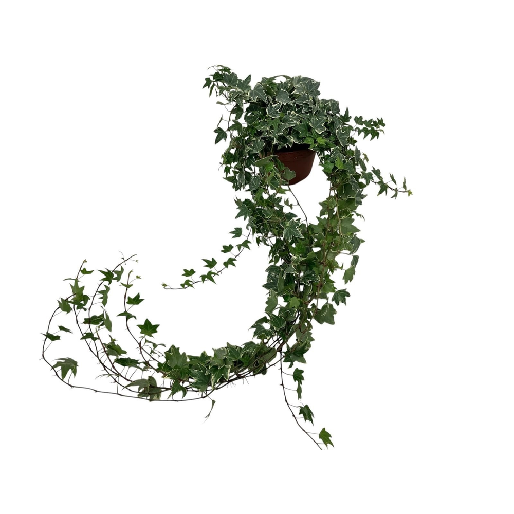 Hedera helix witbont lange plant.