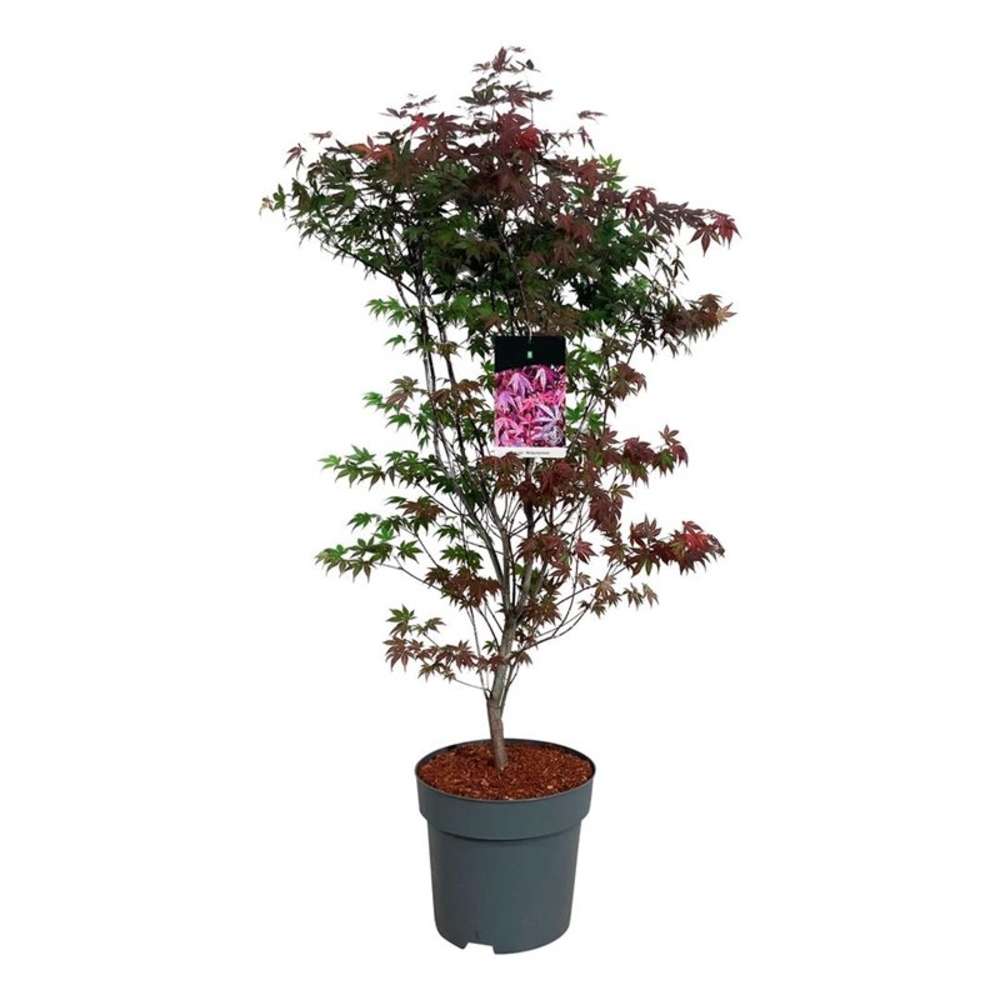 Acer pal. 'Atropurpureum'.