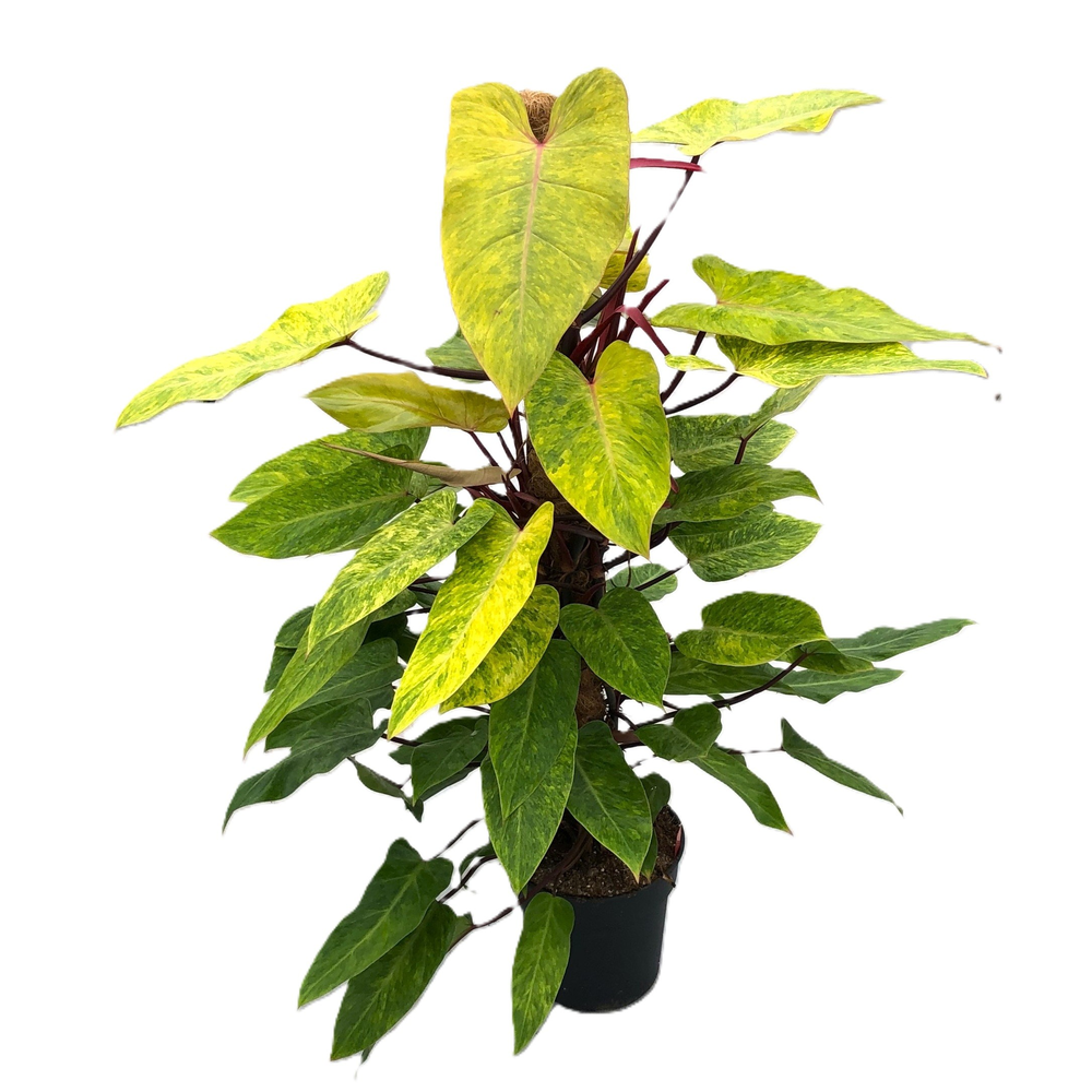Philodendron 'Painted Lady' p24 mosstok 120cm.