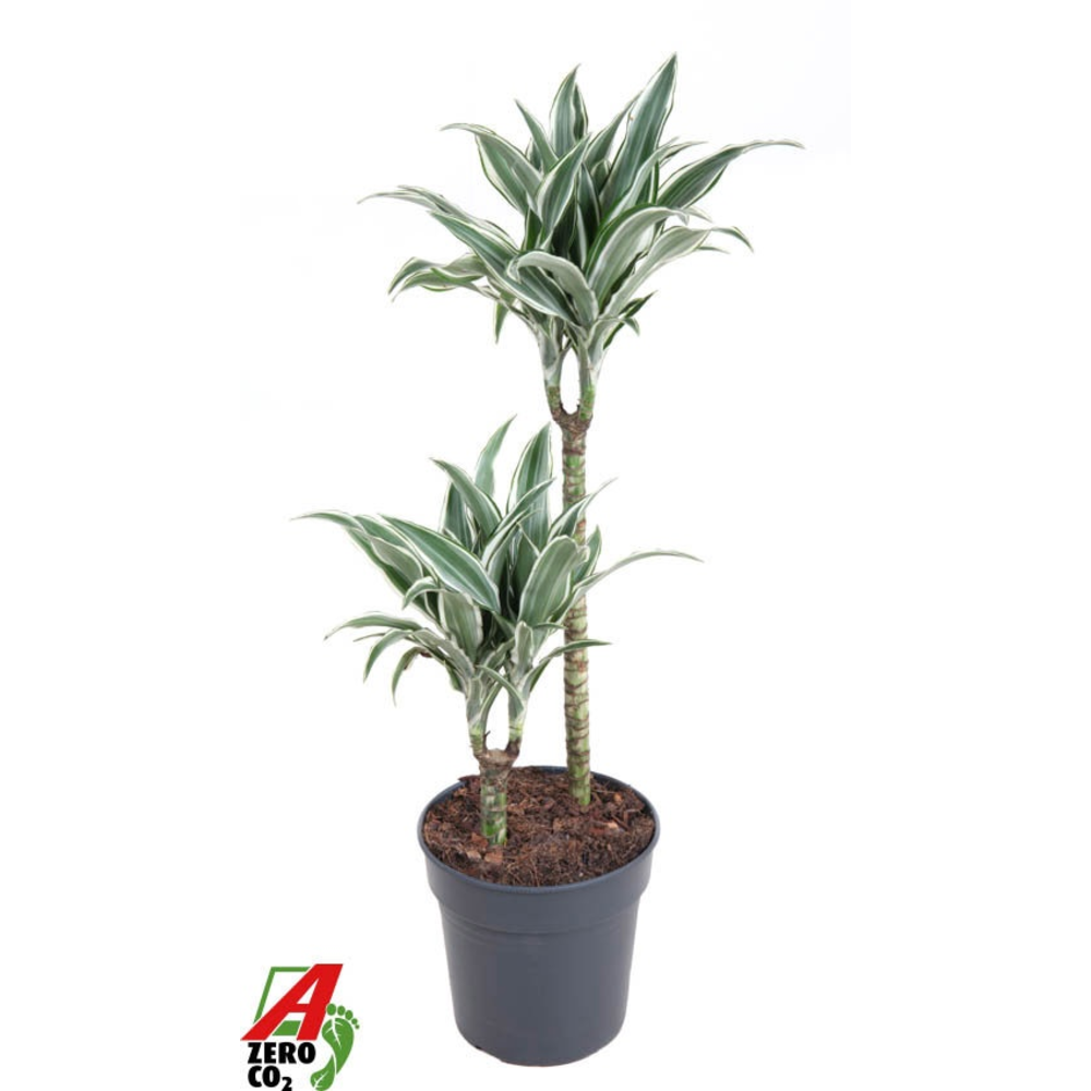 Dracaena White Jewel 45-5.