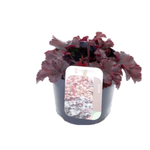 Heuchera Melting Fire.