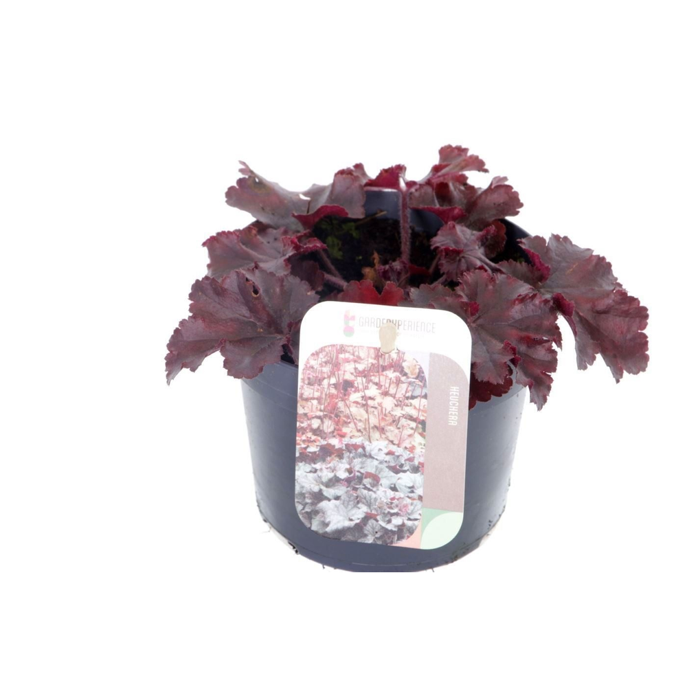 Heuchera Melting Fire.