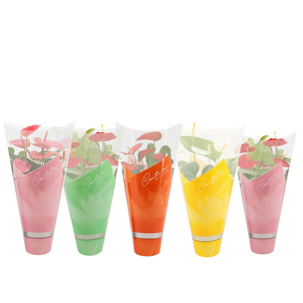 Anthurium 4 color mix in Couture summer sleeve.