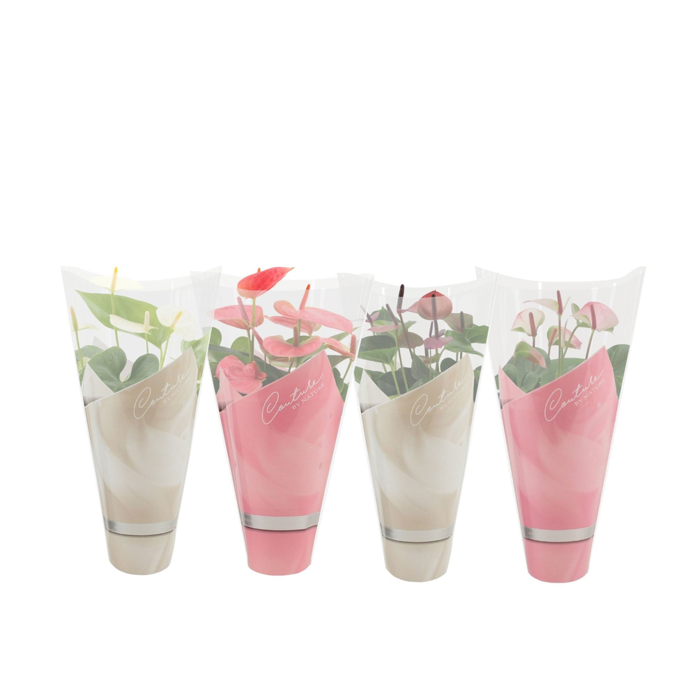 Anthurium Pastel mix in Couture sleeve.