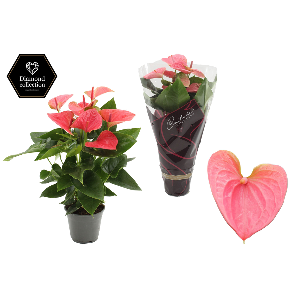 Anthurium 14 cm Sweet Dream in Couture Diamond Lin.