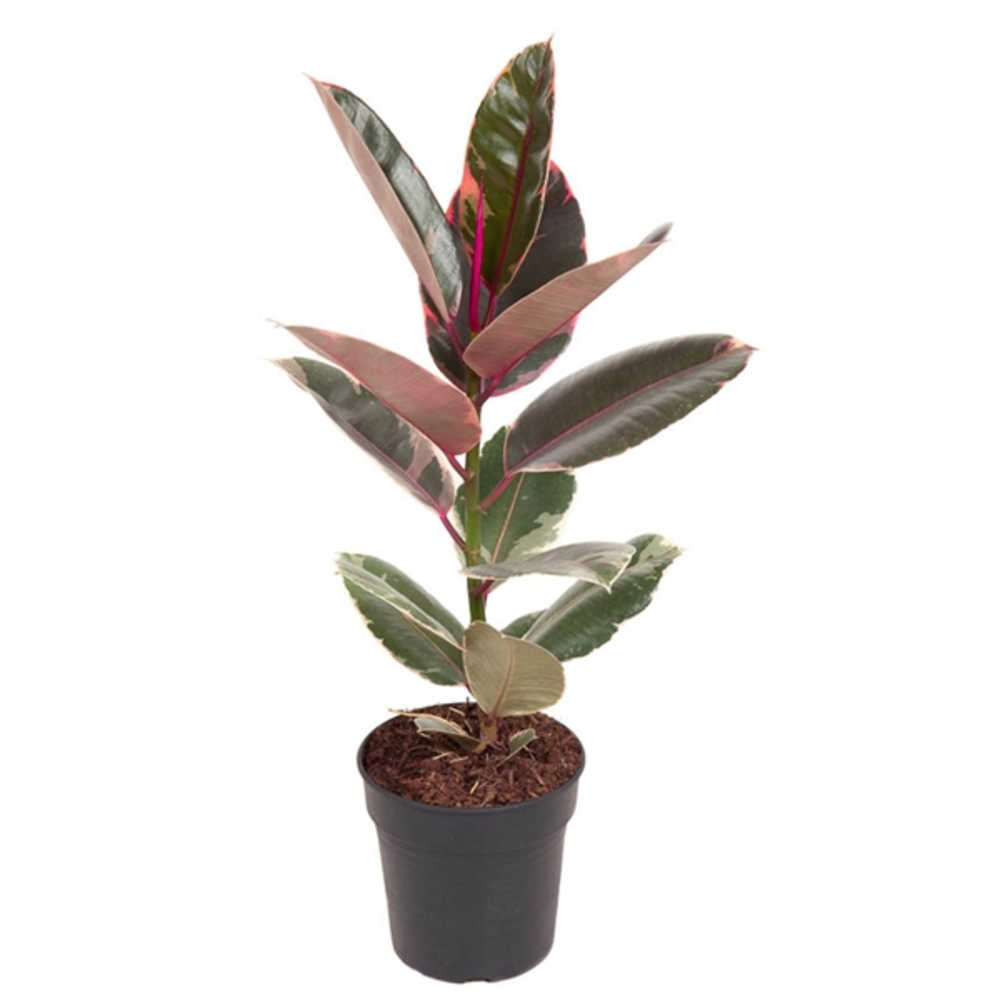 Ficus Belize 1PP P19.