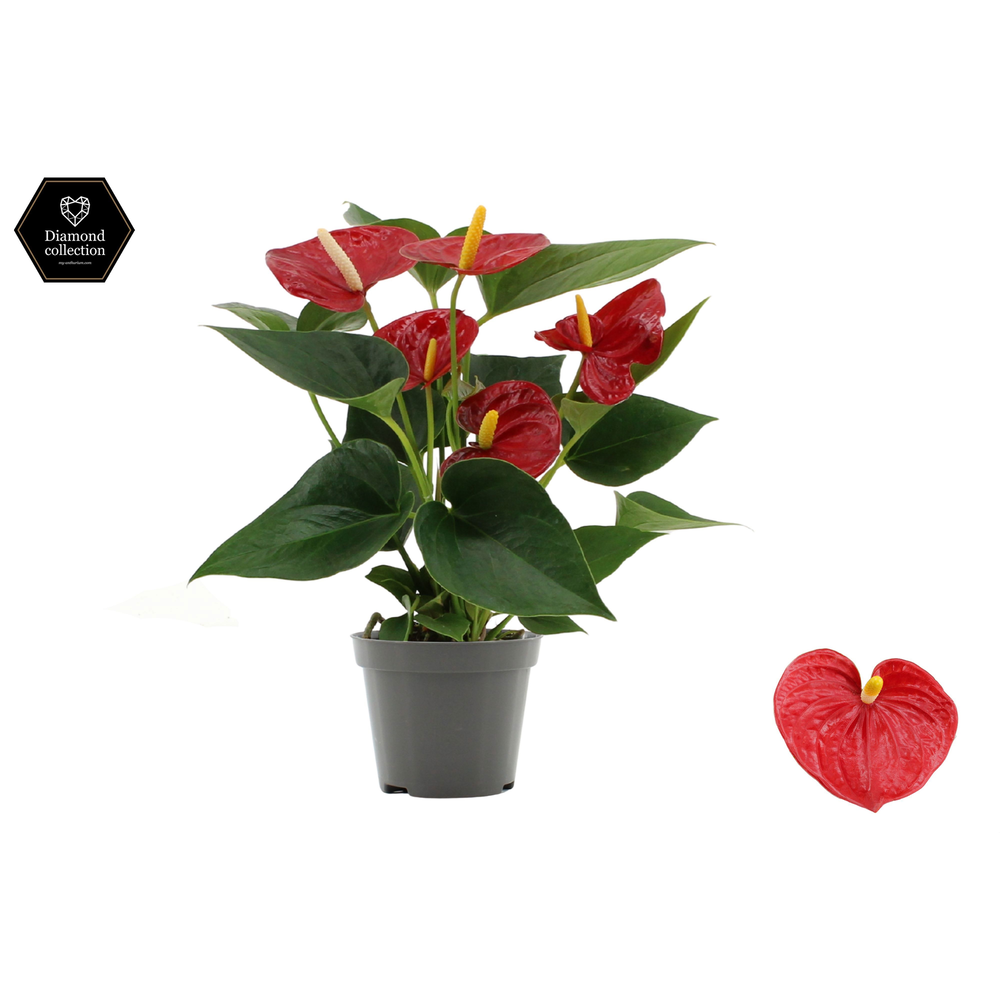 Anthurium Diamond Red in transparant sleeve.