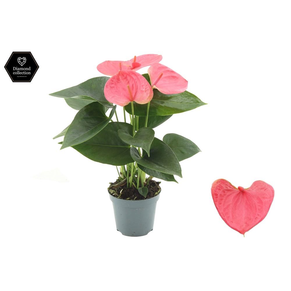 Anthurium Sweet Dream in transparant sleeve.