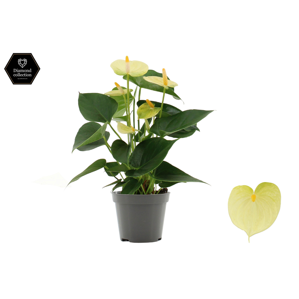 Anthurium Vanilla in transparant sleeve.