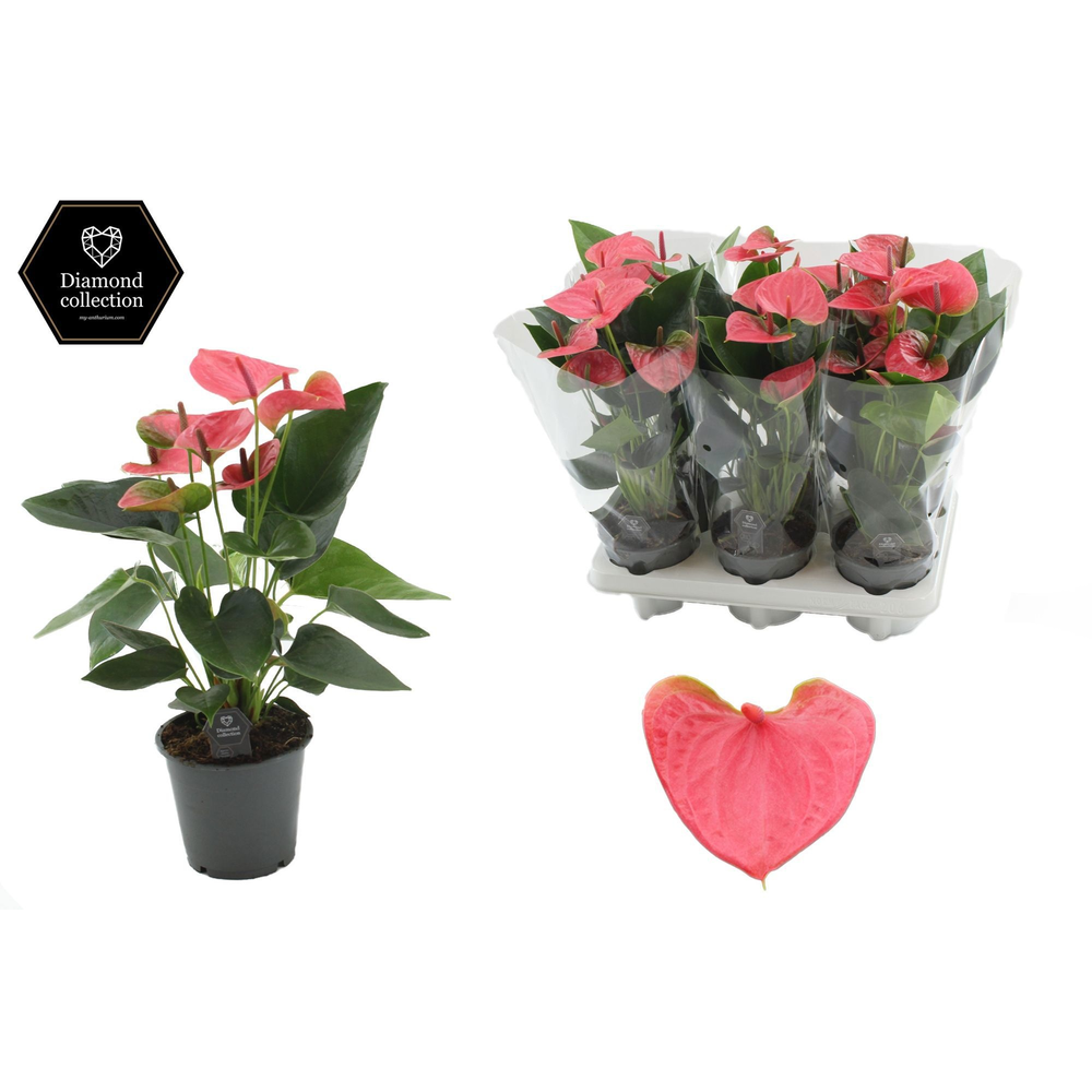 Anthurium Sweet Dream in transparant sleeve.