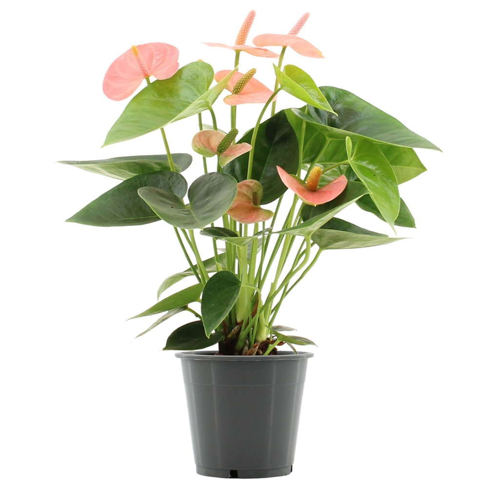 Anthurium Spirit in transparant sleeve.