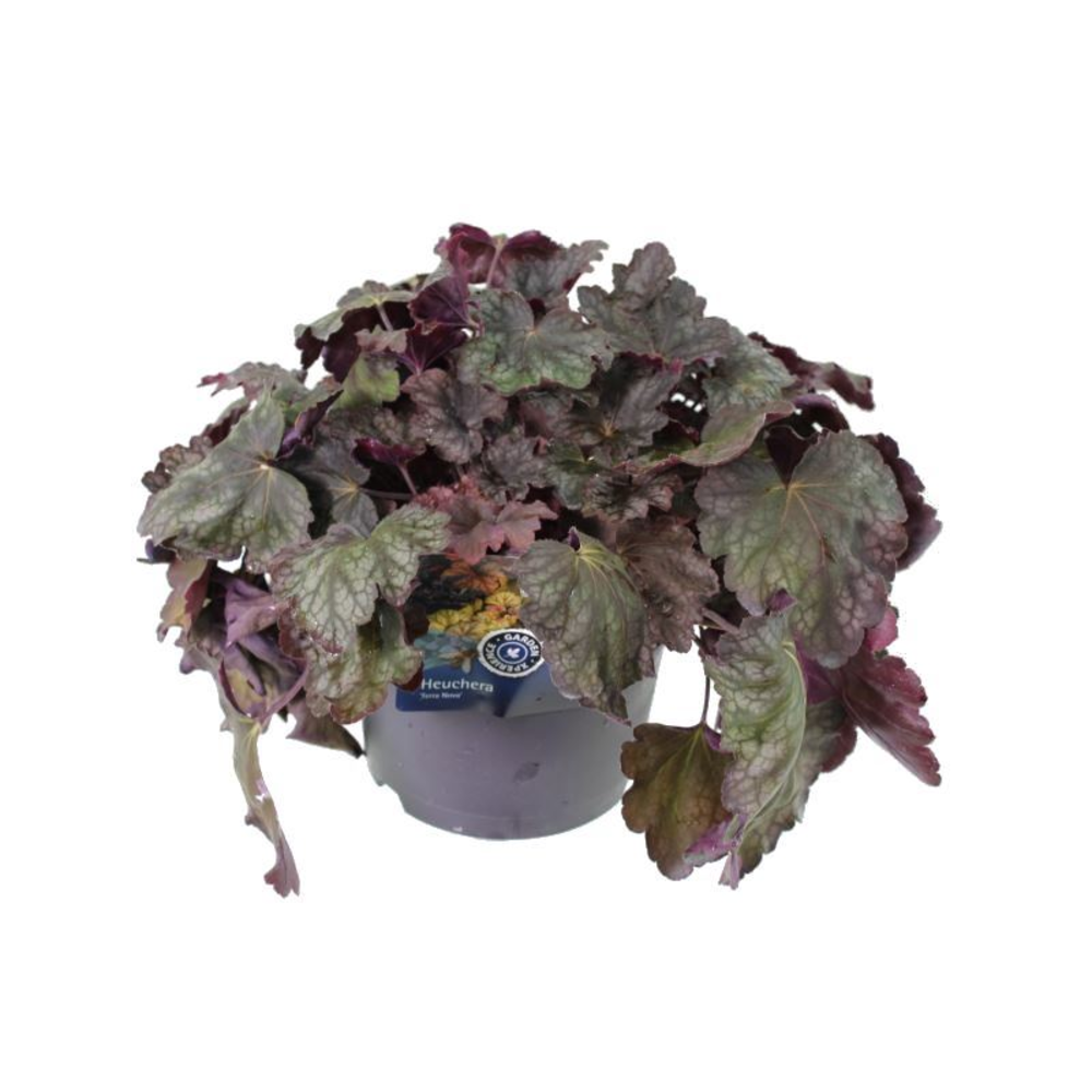 Heuchera saxifragaceae Regina.