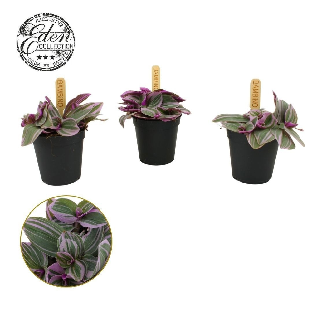 Tradescantia Sweetness 5,5cm.