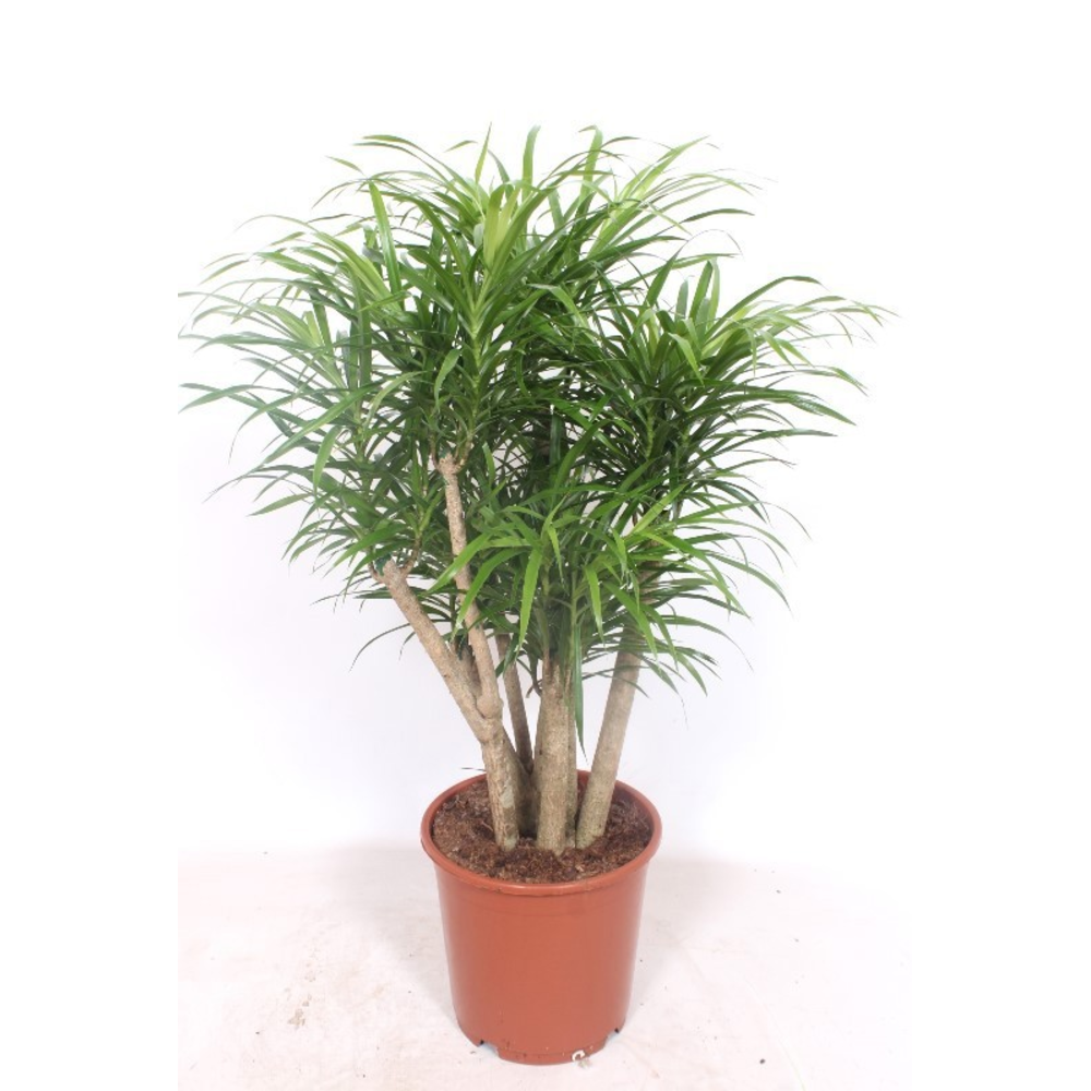 Dracaena Anita.