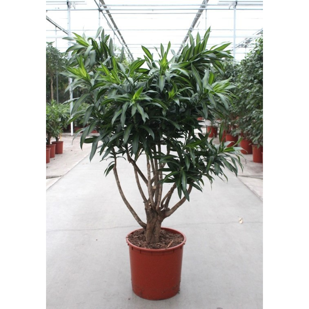 Dracaena Song of Jamaica.
